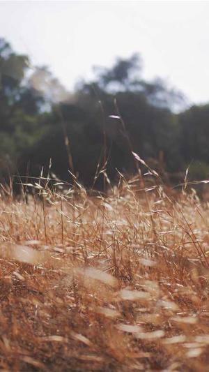 泛目录和站群区别截图4