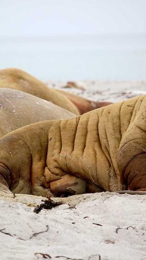 泛目录生成页面 收录截图3