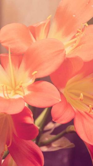 最新蜘蛛池破解版截图1