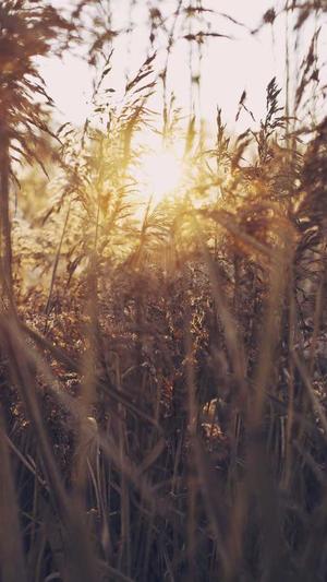 泛目录和站群区别截图1