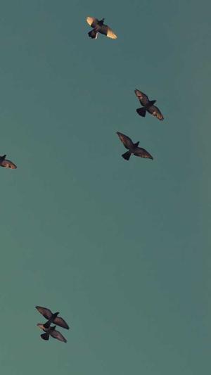 龙凤蜘蛛池出租截图3