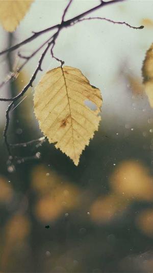 seo外链查询工具截图3